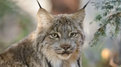 Kanadai lynx